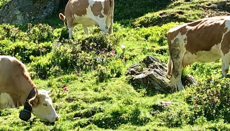 nendaz-en-ete