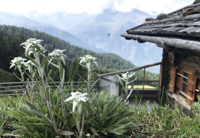 Appartement in Haute-Nendaz - Pracondu 1 203 - OUTDOOR & FUN  apartment 6 pers Appartement in Haute-Nendaz - Pracondu 1 203 - OUTDOOR & FUN  apartment 6 pers